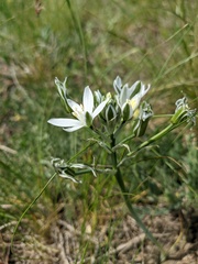 Ornithogalum navaschinii