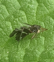 Diptera