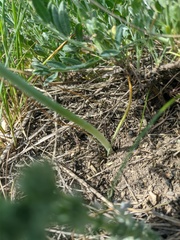 Ornithogalum navaschinii