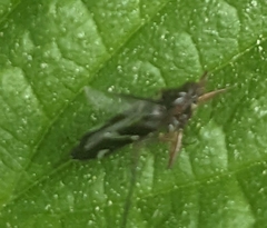 Diptera