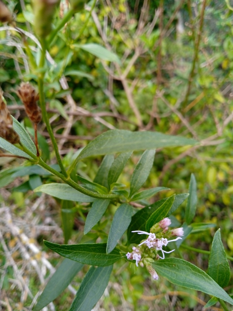 chromolaena-christieana-from-barra-do-quara-rs-brasil-on-may-15