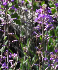 Boechera sparsiflora