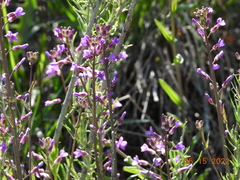 Boechera sparsiflora