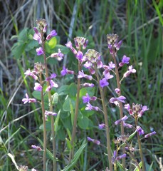 Boechera sparsiflora