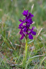 Anacamptis palustris