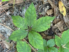 Parthenocissus quinquefolia