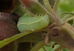 Orthosia incerta