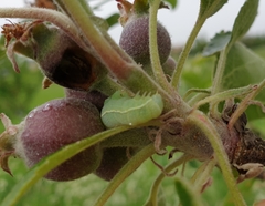 Orthosia incerta