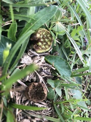 Dorstenia brasiliensis