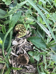 Dorstenia brasiliensis