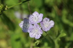 Phacelia hirsuta