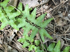 Lygodium microphyllum