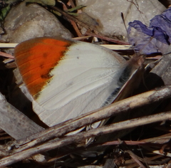 Colotis ione