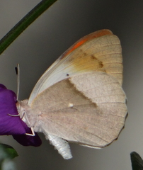 Colotis ione