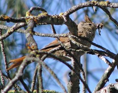 Brown-Capped Tit-Spinetail photo 2