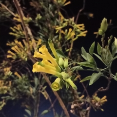 Nicotiana glauca