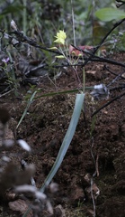 Calochortus amabilis × tolmiei