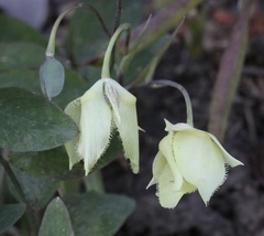 Calochortus amabilis × tolmiei