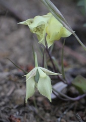 Calochortus amabilis × tolmiei