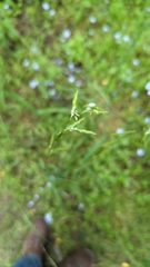 Pleuropogon refractus