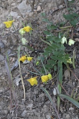 Calochortus amabilis × tolmiei