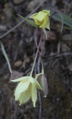 Calochortus amabilis × tolmiei