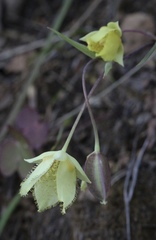 Calochortus amabilis × tolmiei
