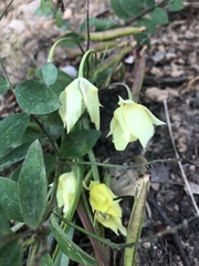 Calochortus amabilis × tolmiei