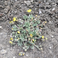 Potentilla concinna