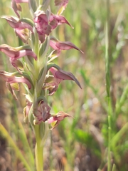 Anacamptis coriophora fragrans