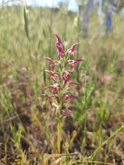 Anacamptis coriophora fragrans