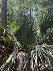 Sabal palmetto