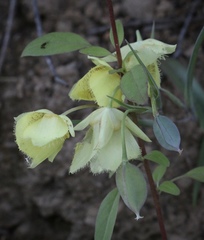 Calochortus amabilis × tolmiei