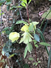 Calochortus amabilis × tolmiei