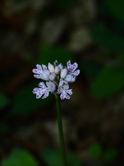 Neotinea tridentata tridentata