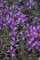 Clarkia concinna concinna