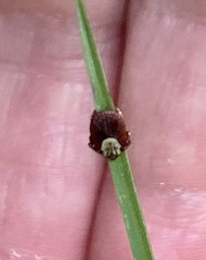 Dermacentor andersoni