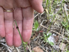 Dermacentor andersoni