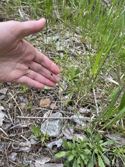 Dermacentor andersoni