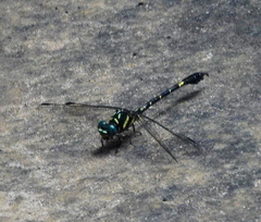 Paragomphus henryi