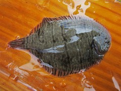 Trinectes maculatus