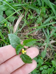Calyptocarpus brasiliensis