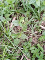 Calyptocarpus brasiliensis