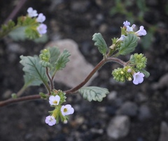 Phacelia suaveolens