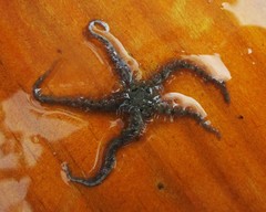 Ophiothrix
