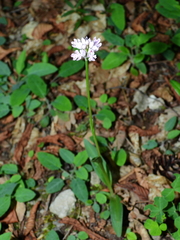 Neotinea tridentata tridentata