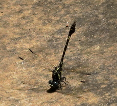 Paragomphus henryi