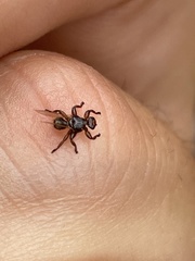 Lipoptena depressa