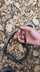 Masticophis taeniatus girardi