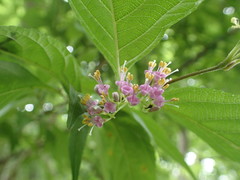 Callicarpa japonica